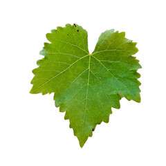 Single Green Grape Leaf Isolated on White Background