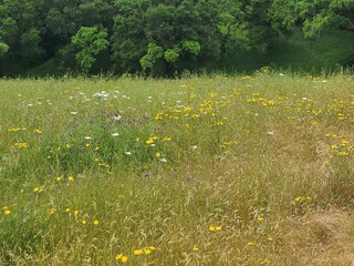 Yarrow and Dandelion flowers in bloom over the East Bay hills