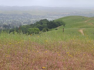 A carpet of Rose Clover flowers in the East Bay hills at San Ramon, California