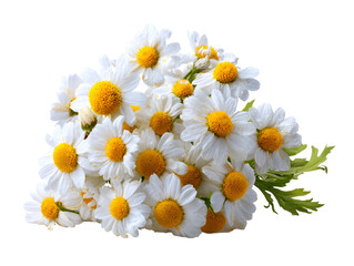 Obraz premium Bouquet of delicate white daisies with yellow centers on black background