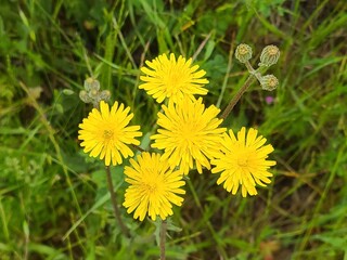 Dandelions bloom in the East Bay hills during spring