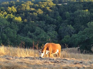 Cow grazing in the East Bay at Bishop Ranch Open Space, California