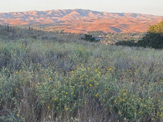 Star Thistle bloom in the summer over the East Bay hills in Northern California