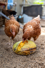 Chickens peck and eat rotten mangoes
