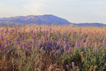 Summer Lupines blooming with Mt Diablo in the background over the East Bay hills