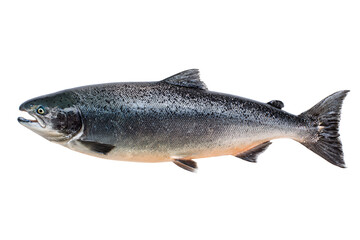 Naklejka premium Whole fresh salmon fish isolated on black background