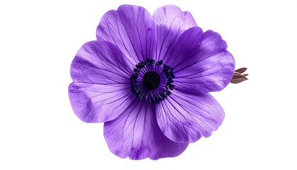 Close-up of a vibrant, single purple flower against a pristine white backdrop