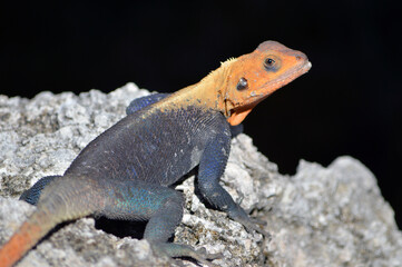 Agama, agama lizard close-up on the jetty rocks, looking back over its right shoulder with its head framed against a black background; ample copy space, DSLR photograph.