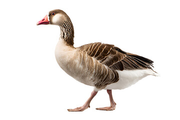 Obraz premium A single greylag goose stands in profile against a black background