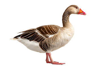 Full body profile of a domestic goose standing against a black background