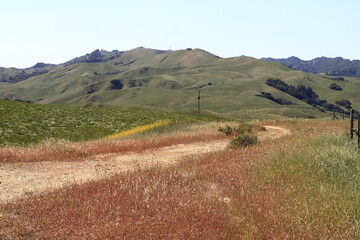 Pepperweed grass blooming on the ridge at Bishop Ranch Open Space in Northern California