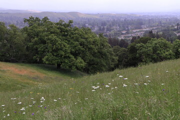 White flowers of the Common Yarrow plant bloom in the California East Bay hills overlooking San Ramon Valley