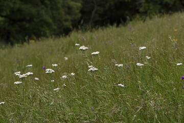 Yarrow flowers bloom in the spring over the hills of Northern California