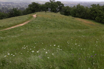 Yarrow flowers bloom next to trails at Bishop Ranch Open Space in the East Bay hills of Northern California