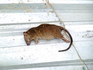 Brown rodent lies still on corrugated surface, creating a somber and slightly unsettling scene