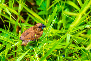 Small tropical brown bird eats grass and plants in Thailand.
