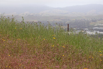 Rose Clover wildflower meadow overlooking San Ramon Valley, California
