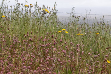 Rose Clover wildflower meadow overlooking San Ramon Valley, California