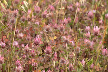 Rose Clover wildflower blooms in the East Bay, San Ramon, California