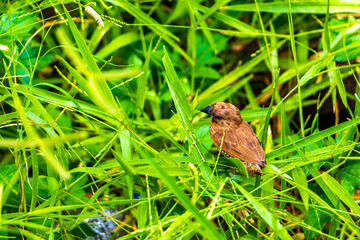 Small tropical brown bird eats grass and plants in Thailand.