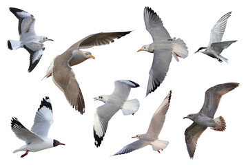 Collage of five eight Black-headed Gulls flying  isolated on transparent background.