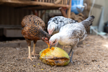 Chickens peck and eat rotten mangoes