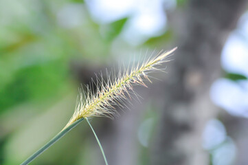 Cenchrus pedicellatus, grass inflorescence or  Indian comet grass or  Perotis or Perotis indica or Setaria leucopila or Zacate tempranero or grass flower
