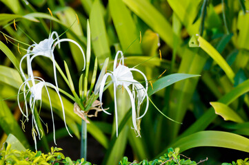 Beach Spider Lily, Giant lily or Hymenocallis littoralis or Hymenocallis littoralis Salisb or Spider lily or amaryllidaceae