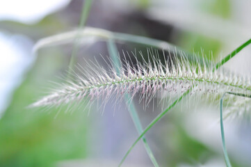 Cenchrus pedicellatus, grass inflorescence or  Indian comet grass or  Perotis or Perotis indica or Setaria leucopila or Zacate tempranero or grass flower