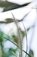 Cenchrus pedicellatus, grass inflorescence or  Indian comet grass or  Perotis or Perotis indica or Setaria leucopila or Zacate tempranero or grass flower