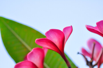 Obraz premium frangipani, frangipani flower or pagoda tree or temple tree with fowers or pink flower