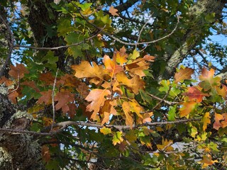 Black Oak leaves in the fall over the East Bay hills