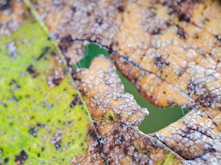 Fototapeta premium A partially decayed leaf shows its yellow, brown and green texture against an out-of-focus backdrop