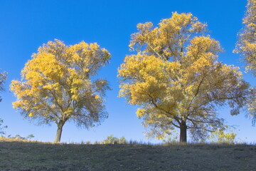 Arizona Ash trees in the fall at San Ramon, California