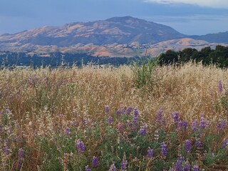 Obraz premium Summer Lupines blooming with Mt Diablo in the background over the East Bay hills