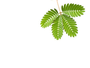 Mimosa pudica, also known as sensitive plant, hidden plant, or touch-me-not, is a trailing annual...