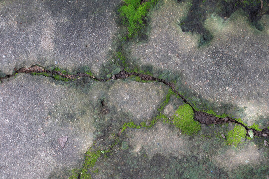 Green moss on cracked concrete floor
