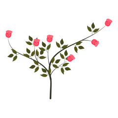 A small rose bush with blooming bright pink roses. Vector illustration on a white background.
