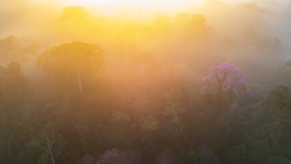 Naklejka premium Aerial images of the Amazon rainforest of Madre de Dios, clouds over the trees in Tambopata, Peru