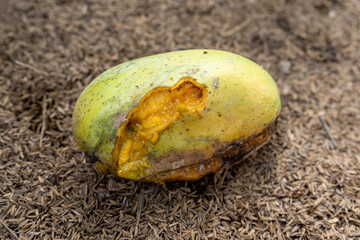 rotten mangoes fall from the tree onto the ground