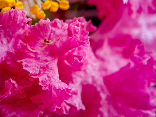 Naklejka premium Radiant pink petals unfurl, showcasing delicate textures and vibrant hues in floral photography.