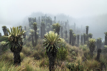 Panoramic view of the p&aacute;ramos of Murillo, Tolima, Colombia, showing numerous frailejones (Espeletia sp.) of different sizes and distances across the mountain slopes