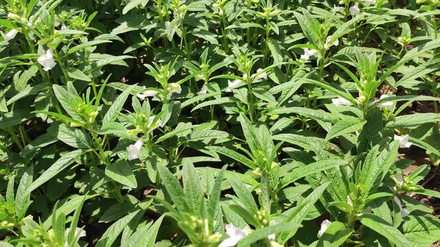 Sesame farming with white flowers moving in the wind, close view of sesame plant in green farm background