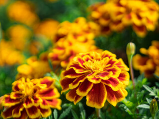 陽だまりに咲く橙のマリーゴールド