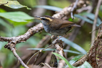 Nature wildlife bird of An endemic Bornean Stubtail taken from Borneo island
