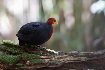 Obraz premium Crimson-headed partridge on deep jungle rainforest, It is endemic to the island of Borneo