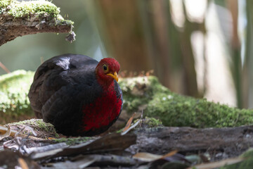 Crimson-headed partridge on deep jungle rainforest, It is endemic to the island of Borneo