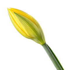 Yellow daffodil flower bud png spring bud png blooming daffodil png floral plant png seasonal flower png decorative bud png transparent background image