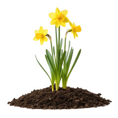 Yellow daffodil flowers soil png garden daffodil png spring bloom png floral plants png seasonal flowers png blooming flowers png transparent background image