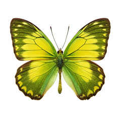 Yellow green butterfly png colorful butterfly png spring insect png tropical butterfly png flying bug png artistic butterfly png transparent background image